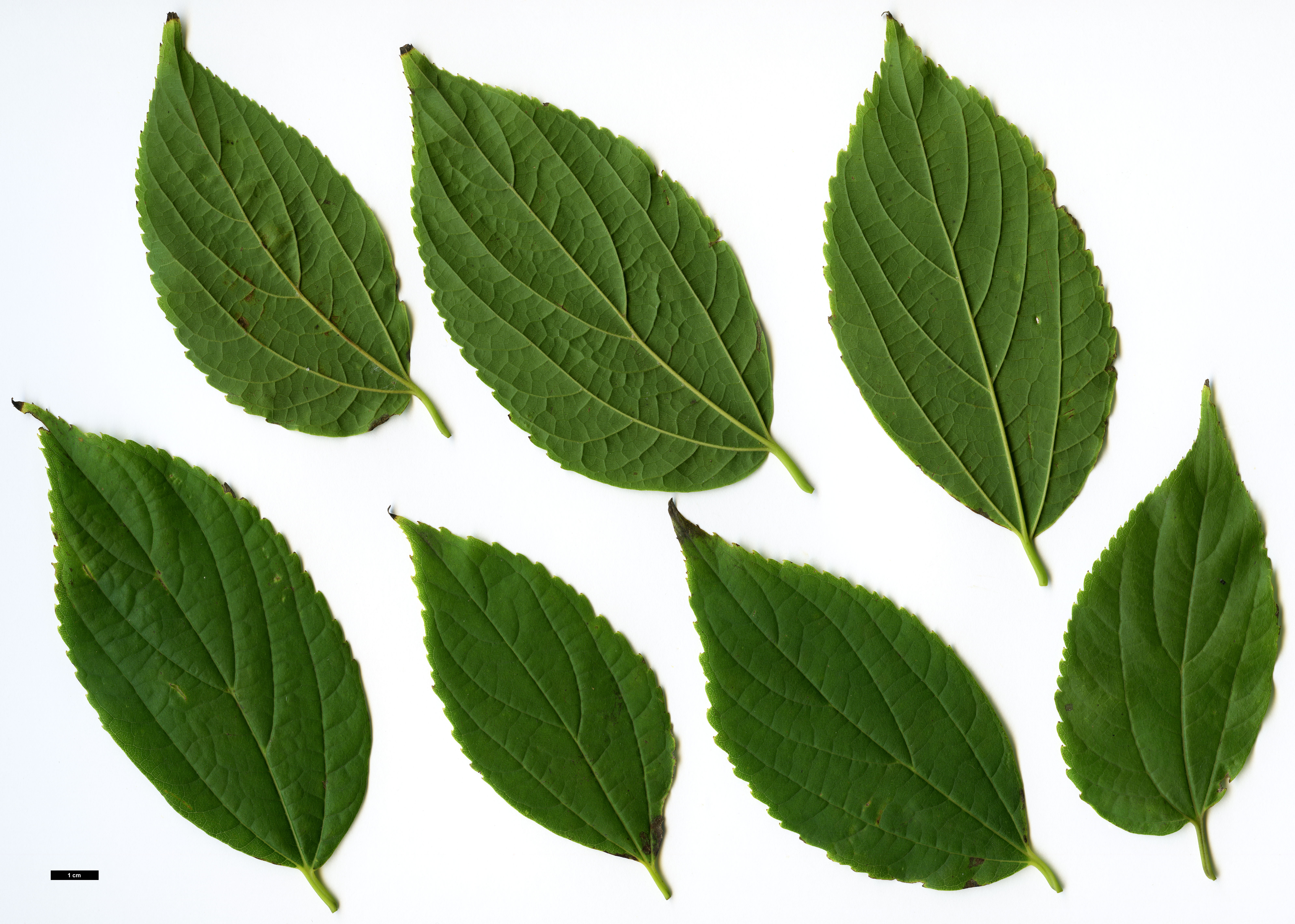 High resolution image: Family: Cannabaceae - Genus: Celtis - Taxon: vandervoetiana